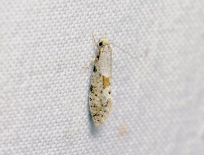 0204 Nemaxera betulinella 152.jpg