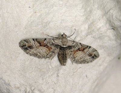 2471   Eupithecia sinuosaria  028.jpg