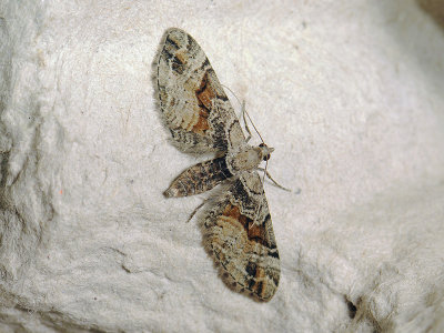 2471   Eupithecia sinuosaria  030.jpg