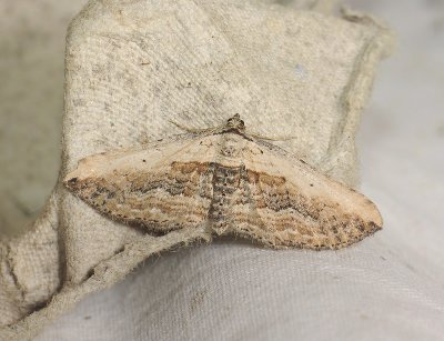 2398 Horisme vitalbata 063.jpg