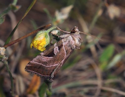 2819 Eucarta virgo 223.jpg