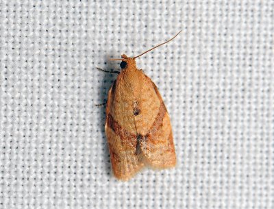 1335 Clepsis consimilana 001.jpg