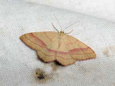 2322   Rhodostrophia vibicaria  025.jpg