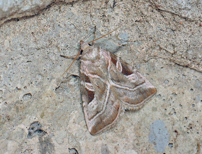 2819 Eucarta virgo 035.jpg