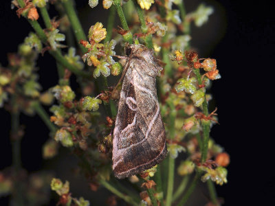 2819 Eucarta virgo 063.jpg