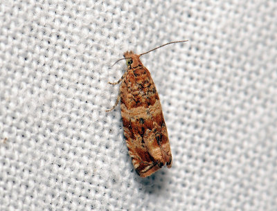 1387 Celypha cespitana 044.jpg