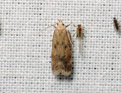 1126 Pexicopia malvella 101.jpg