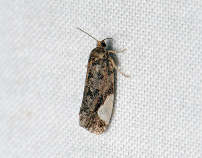 1380 Hedya dimidiana 185.jpg