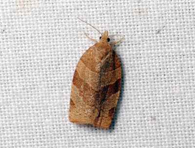 1317 Pandemis cinnamomeana 020.jpg