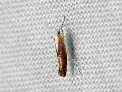 0461 Argyresthia albistria 030.jpg