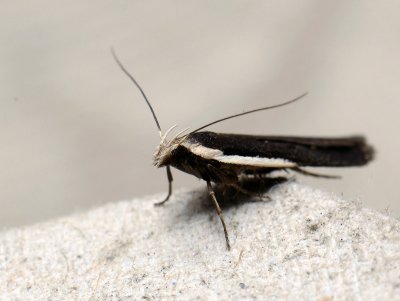 1108 Nothris lemniscella 333.jpg