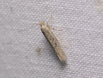 1055   Scrobipalpa obsoletella  095.jpg