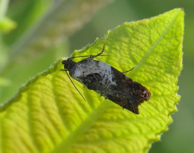 1252 Acleris variegana 190.jpg