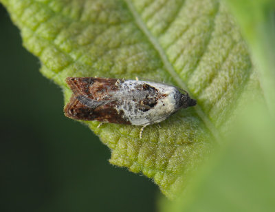1252 Acleris variegana 219.jpg
