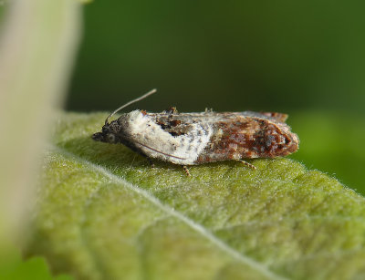 1252 Acleris variegana 198.jpg