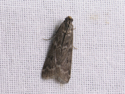 1724 Pyla fusca 022.jpg