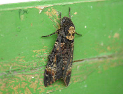 1967 Acherontia atropos 101.jpg