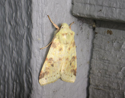 2748 Xanthia icteritia 025.jpg