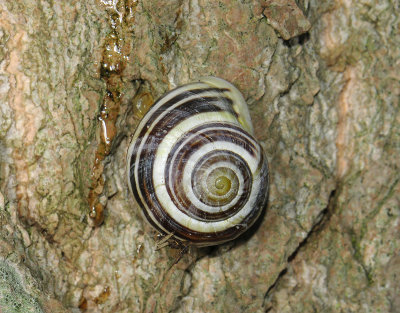 gastropoda  001.jpg