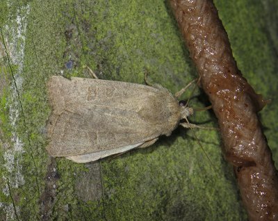 2801 Hoplodrina ambigua 006.jpg