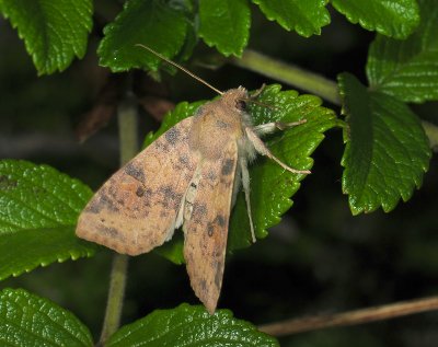 2750 Xanthia ocellaris 020.jpg