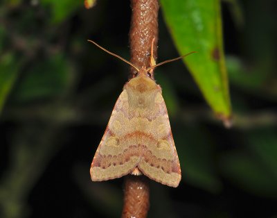 2754 Agrochola helvola 206.jpg