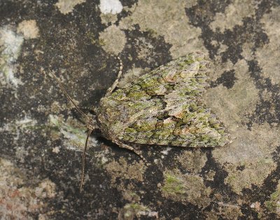2778 Dryobotodes eremita 218.jpg