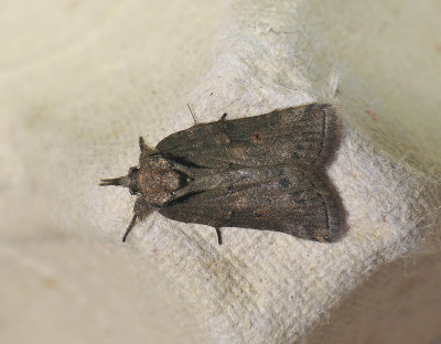 3086 Nycteola revayana 241.jpg