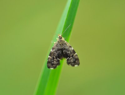 1626   Anthophila fabriciana  098.jpg