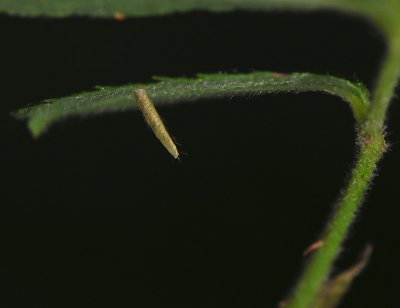 0739   Coleophora gryphipennella  154.jpg