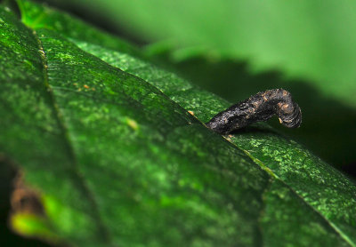 0754 Coleophora fuscocuprella 065.jpg