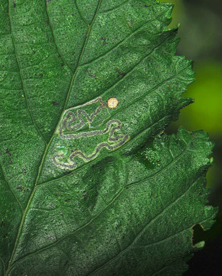 0047   Stigmella ulmivora  057.jpg