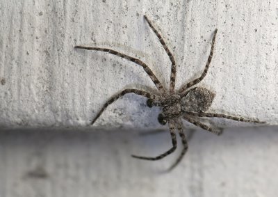 spider  11015.jpg