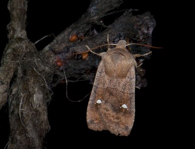 2776 Eupsilia transversa 001.jpg