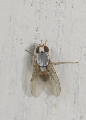 Leucophenga maculata 11021.jpg