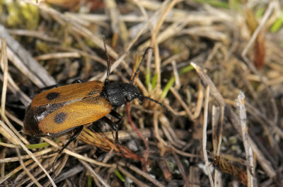 Apalus bimaculatus 071.jpg
