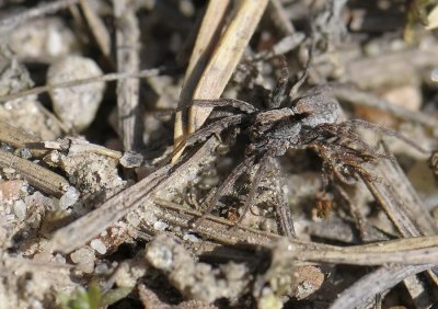 spider  019.jpg