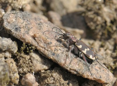 Cicindela hybrida  081.jpg