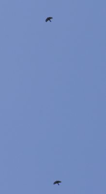 160.jpg