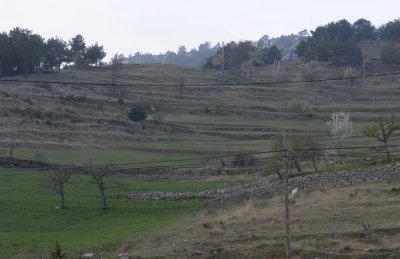 295.jpg