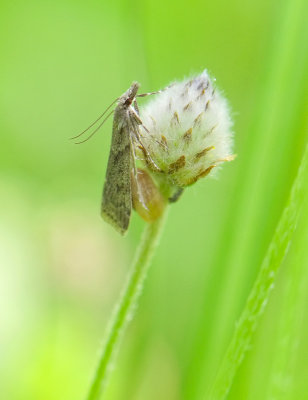 ?Eudonia angustea?  421.jpg