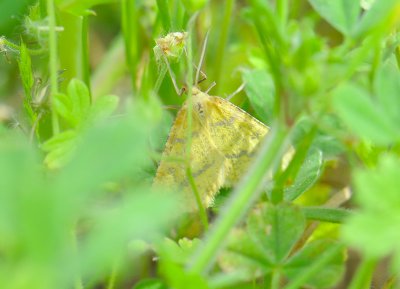 Aspitates ochrearia  425.jpg