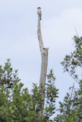 680.jpg