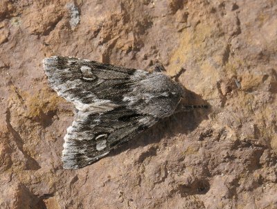 2714   Brachionycha nubeculosa  014.jpg