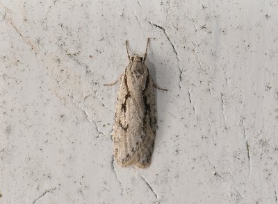 0538 Semioscopis avellanella 131.jpg