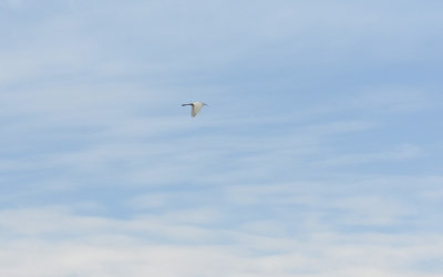856.jpg