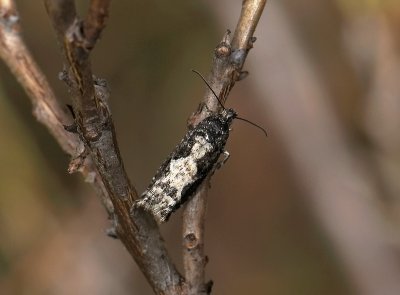 1450   Epinotia crenana  168.jpg