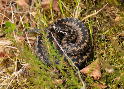Vipera berus 244.jpg