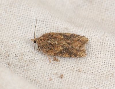 1242 Acleris nigrilineana 109.jpg