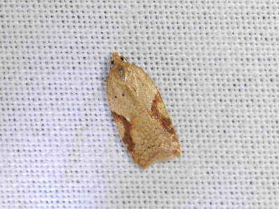 1261 Acleris ferrugana 073.jpg